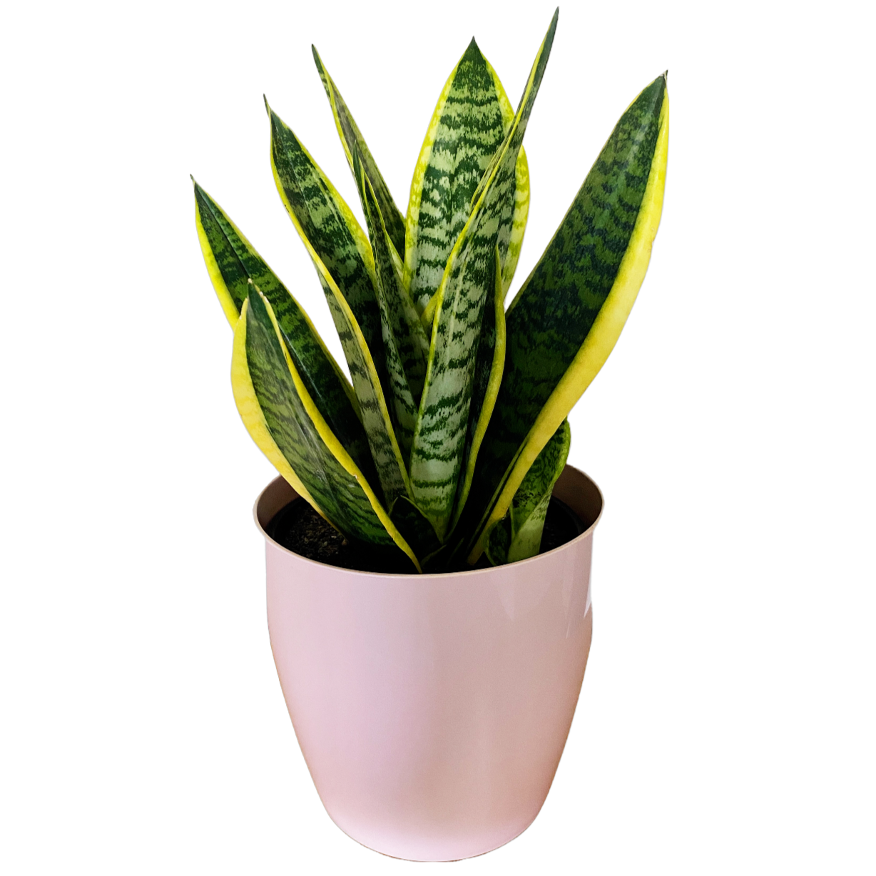 Snake Plant 190mm & Pot